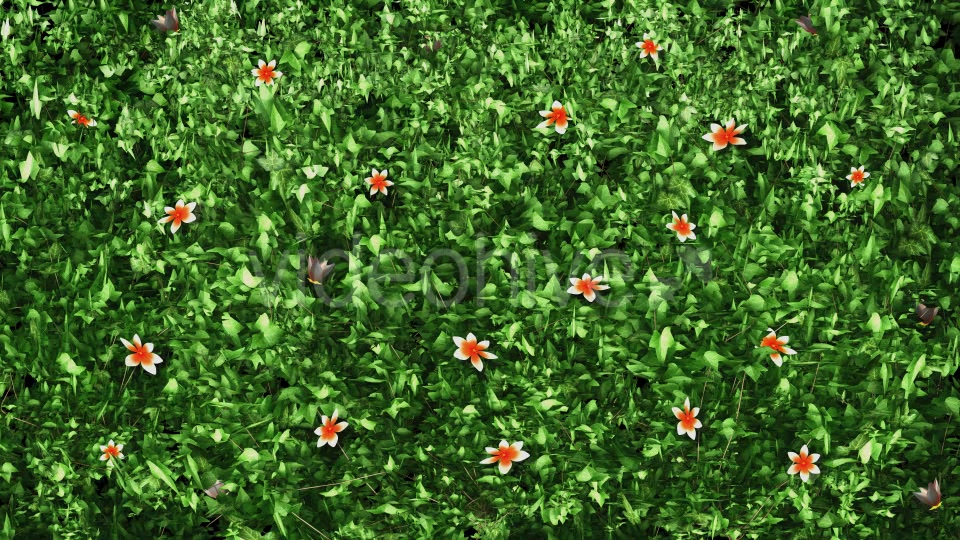Ivy & Orange Flowers Growing Videohive 12237072 Motion Graphics Image 5