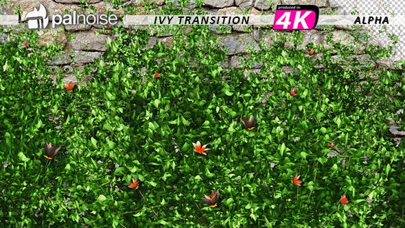 Ivy & Orange Flowers Growing - Download Videohive 12237072