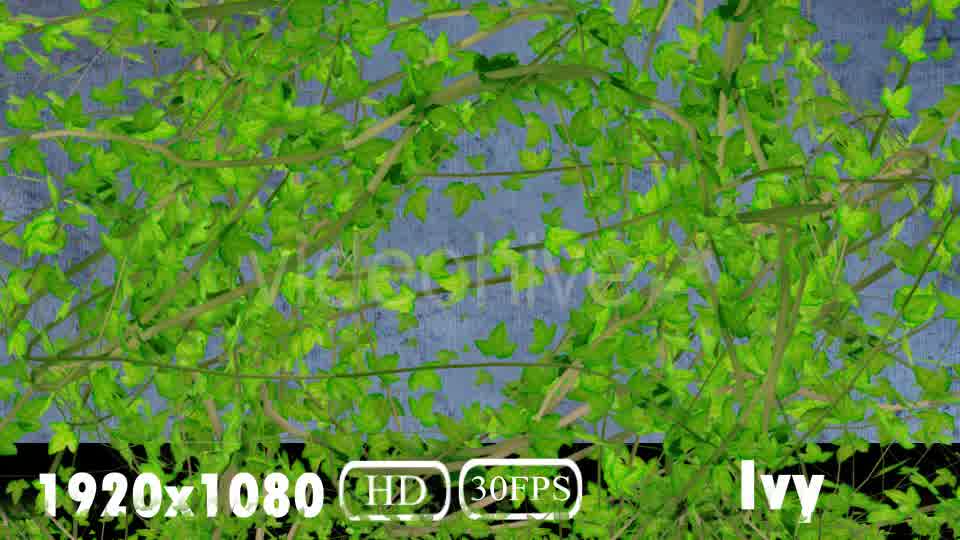 Ivy Transition Videohive 20108032 Motion Graphics Image 10