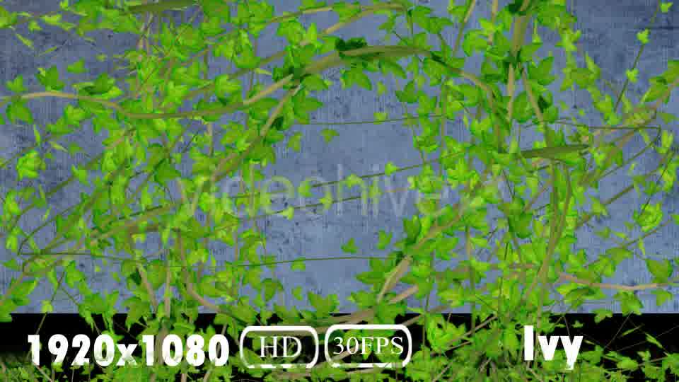 Ivy Transition Videohive 20108032 Motion Graphics Image 11