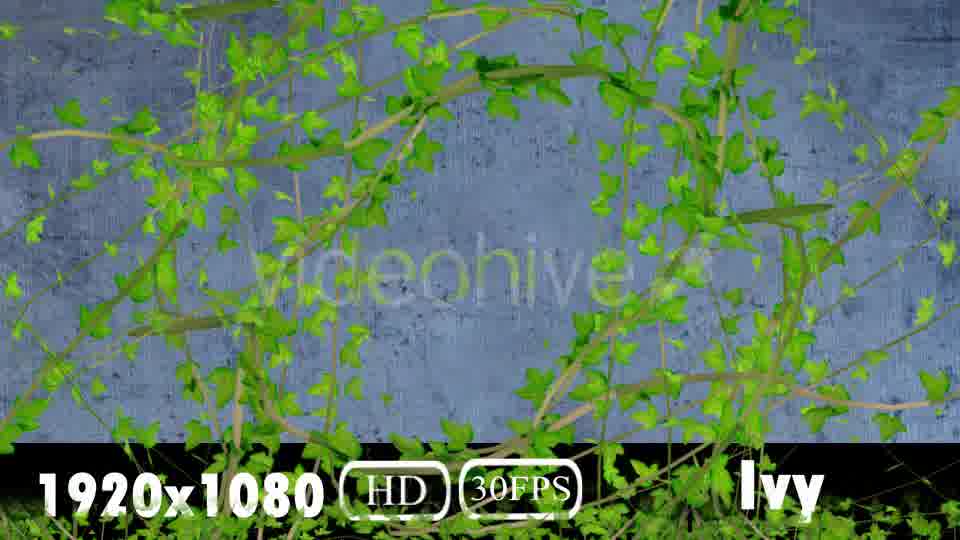 Ivy Transition Videohive 20108032 Motion Graphics Image 12