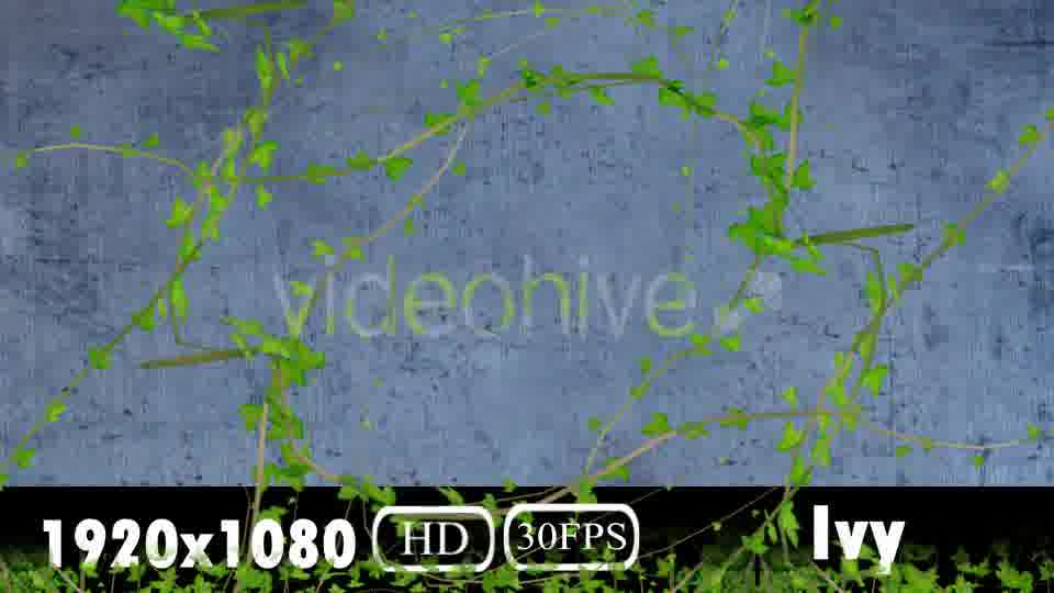 Ivy Transition Videohive 20108032 Motion Graphics Image 13