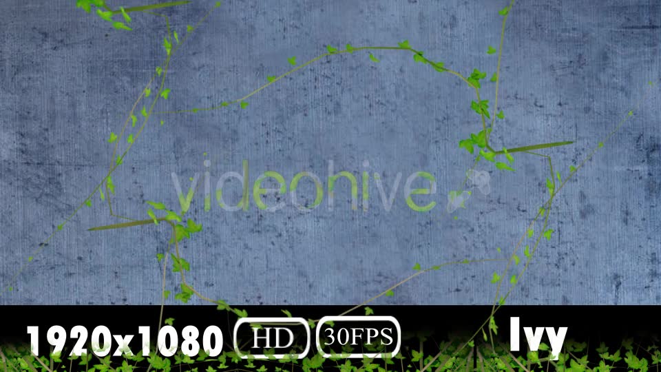 Ivy Transition Videohive 20108032 Motion Graphics Image 2