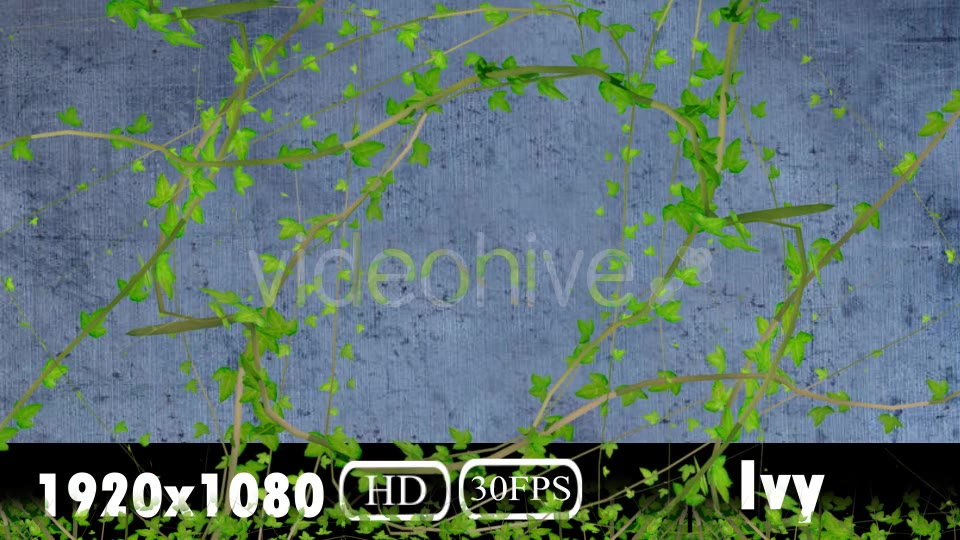 Ivy Transition Videohive 20108032 Motion Graphics Image 3