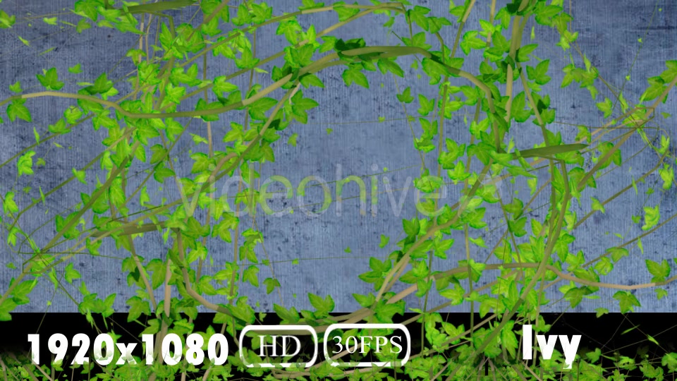 Ivy Transition Videohive 20108032 Motion Graphics Image 4
