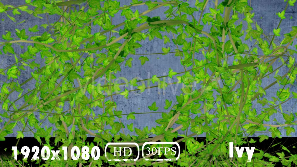 Ivy Transition Videohive 20108032 Motion Graphics Image 5