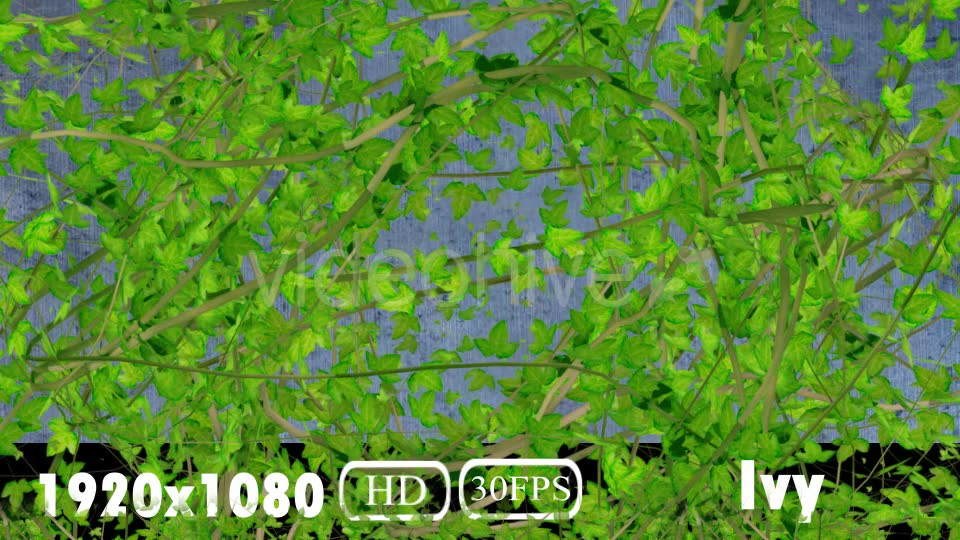 Ivy Transition Videohive 20108032 Motion Graphics Image 6