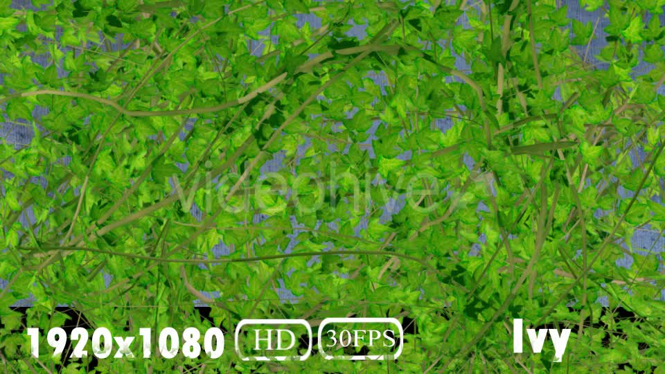 Ivy Transition Videohive 20108032 Motion Graphics Image 7