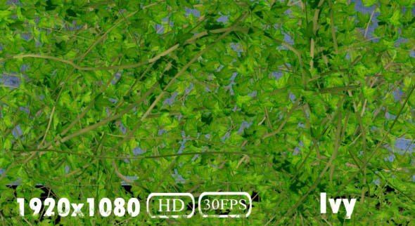Ivy Transition - Download 20108032 Videohive