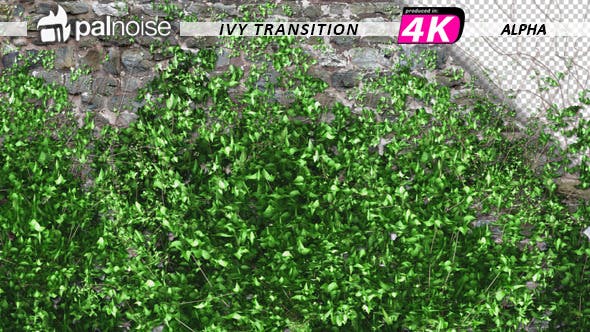 Ivy Transition Vertical Garden - 11687403 Videohive Download