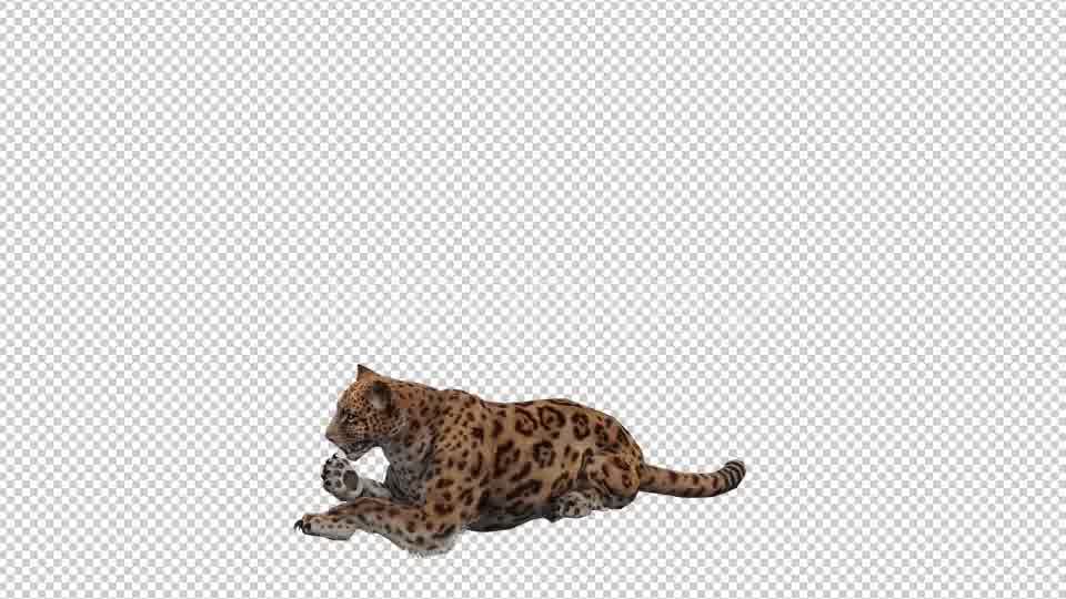 Jaguar 5 Videohive 20839124 Motion Graphics Image 10