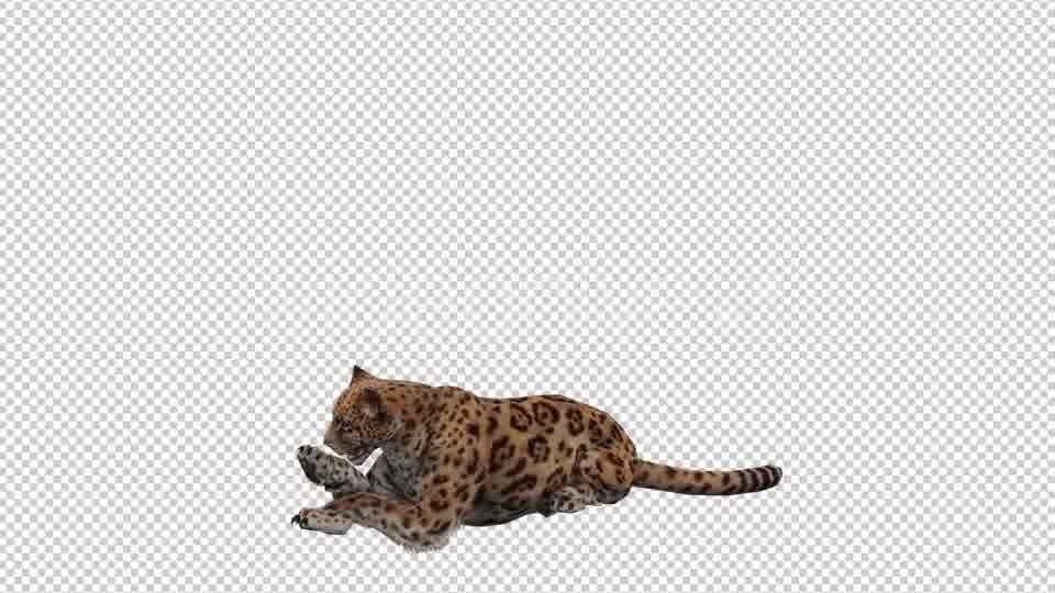 Jaguar 5 Videohive 20839124 Motion Graphics Image 11