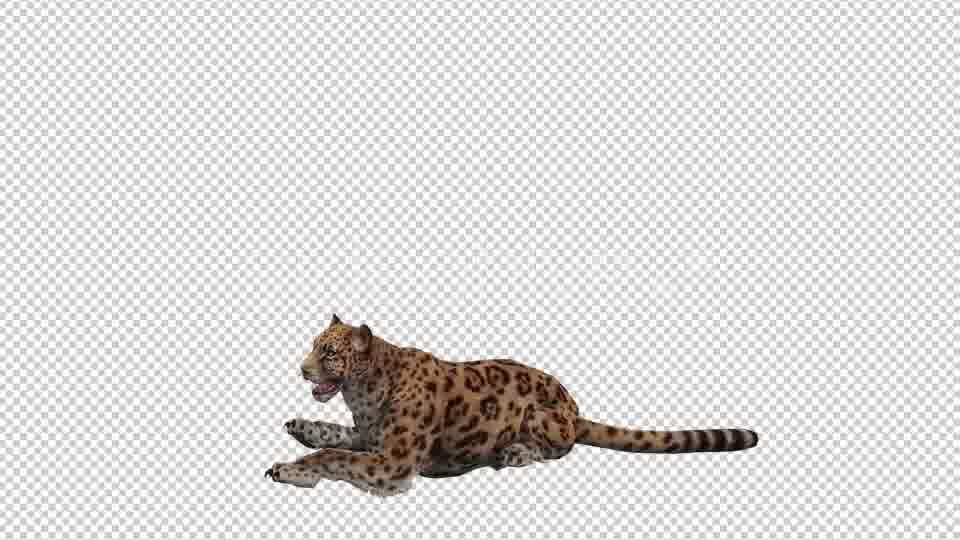 Jaguar 5 Videohive 20839124 Motion Graphics Image 12