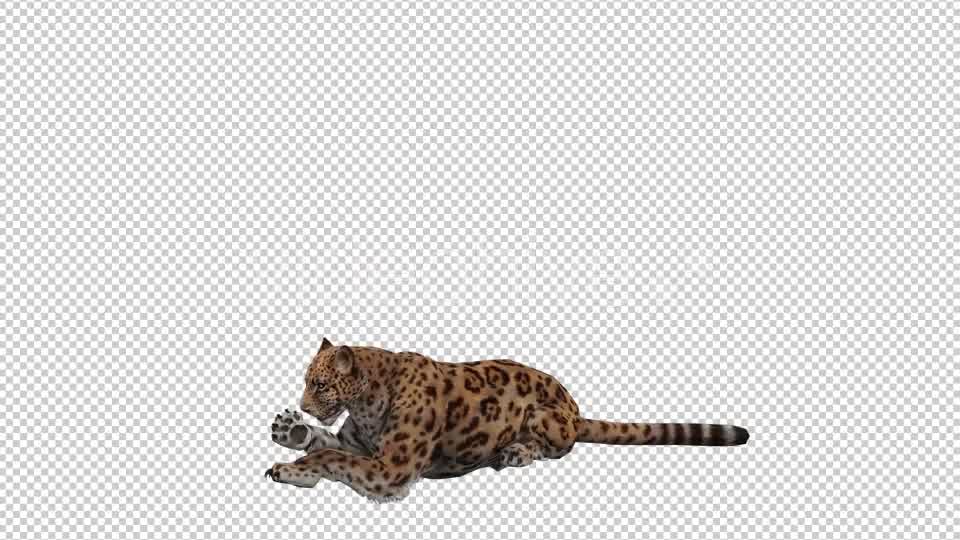 Jaguar 5 Videohive 20839124 Motion Graphics Image 8