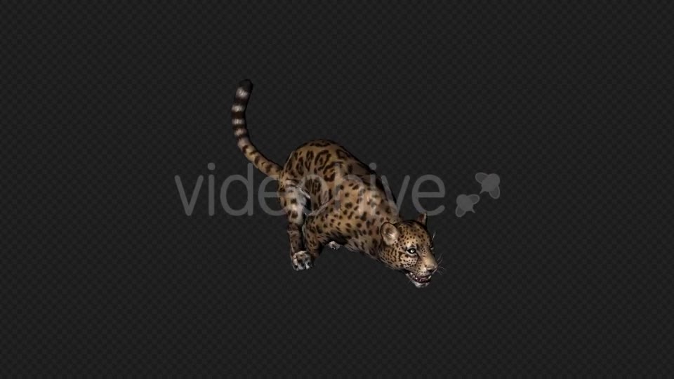 Jaguar Run And Walk And Walk Slow 6 In 1 Videohive 19869287 Motion Graphics Image 2