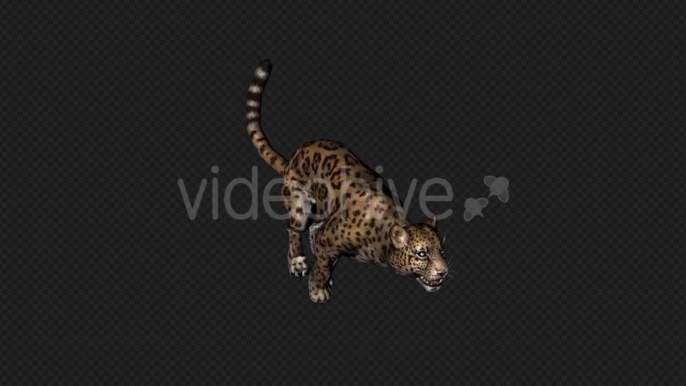 Jaguar Run And Walk And Walk Slow 6 In 1 Videohive 19869287 Motion Graphics Image 3