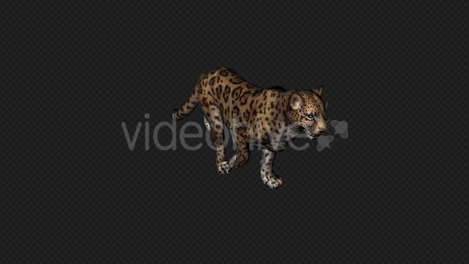 Jaguar Run And Walk And Walk Slow 6 In 1 Videohive 19869287 Motion Graphics Image 5
