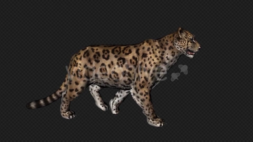 Jaguar Run And Walk And Walk Slow 6 In 1 Videohive 19869287 Motion Graphics Image 7