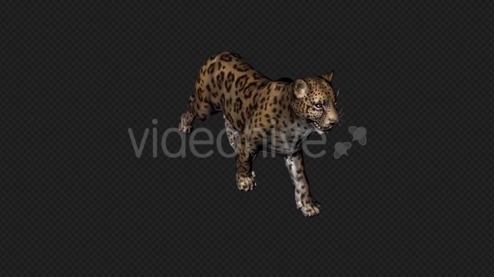 Jaguar Run And Walk And Walk Slow 6 In 1 Videohive 19869287 Motion Graphics Image 9