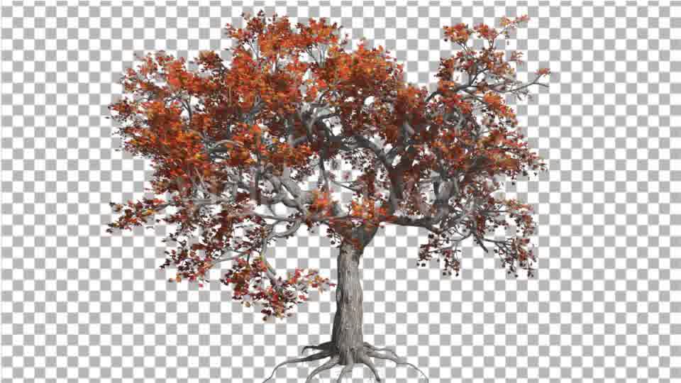 Japanese Maple Big Tree Crown Tree is Swaying Videohive 16848356 Motion Graphics Image 11