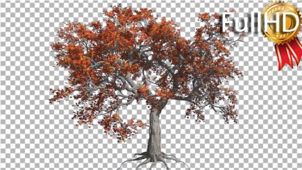Japanese Maple Big Tree Crown Tree is Swaying - Videohive 16848356 Download