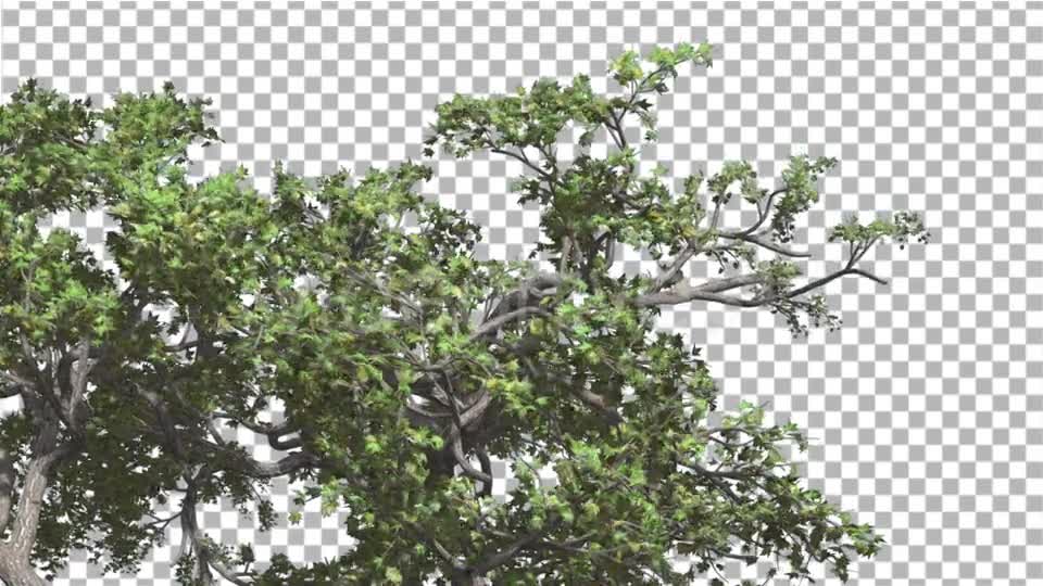 Japanese Maple Crown of Swaying Tree is Swaying Videohive 13375636 Motion Graphics Image 1