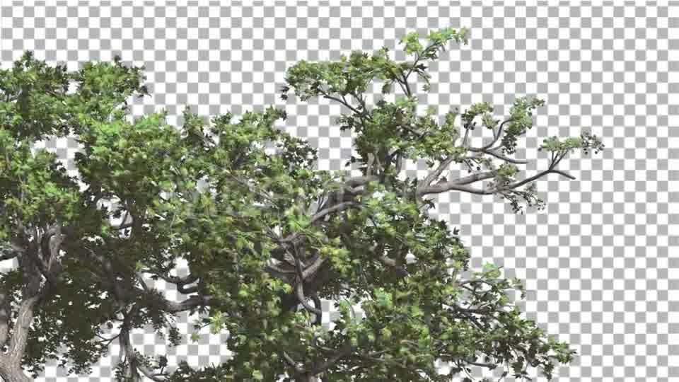 Japanese Maple Crown of Swaying Tree is Swaying Videohive 13375636 Motion Graphics Image 10