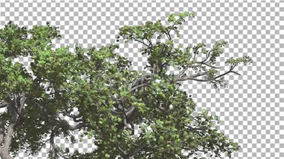 Japanese Maple Crown of Swaying Tree is Swaying Videohive 13375636 Motion Graphics Image 11