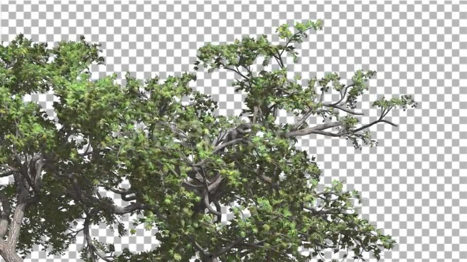 Japanese Maple Crown of Swaying Tree is Swaying Videohive 13375636 Motion Graphics Image 2