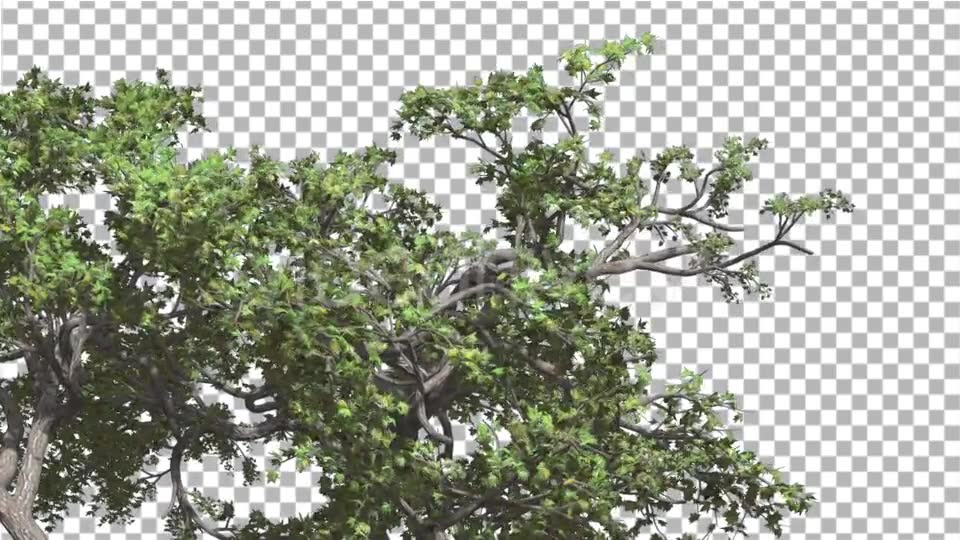 Japanese Maple Crown of Swaying Tree is Swaying Videohive 13375636 Motion Graphics Image 6