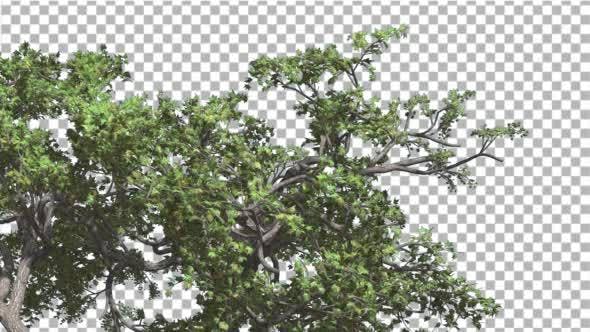 Japanese Maple Crown of Swaying Tree is Swaying - Download Videohive 13375636