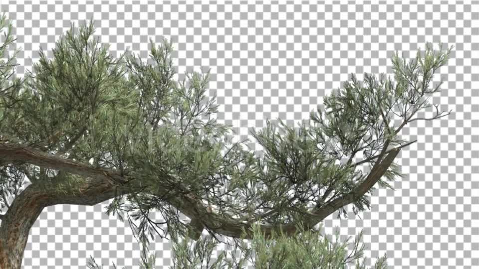 Jeffrey Pine One Branch of Pinus Jeffreyi Videohive 15242522 Motion Graphics Image 1