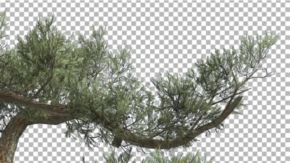Jeffrey Pine One Branch of Pinus Jeffreyi Videohive 15242522 Motion Graphics Image 10