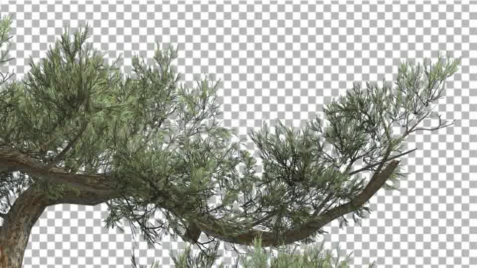 Jeffrey Pine One Branch of Pinus Jeffreyi Videohive 15242522 Motion Graphics Image 11