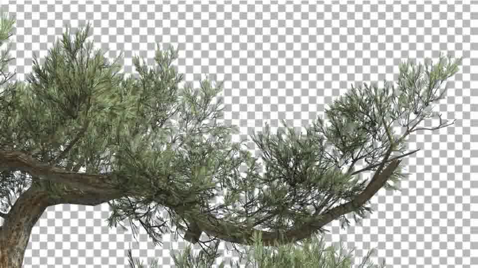 Jeffrey Pine One Branch of Pinus Jeffreyi Videohive 15242522 Motion Graphics Image 12