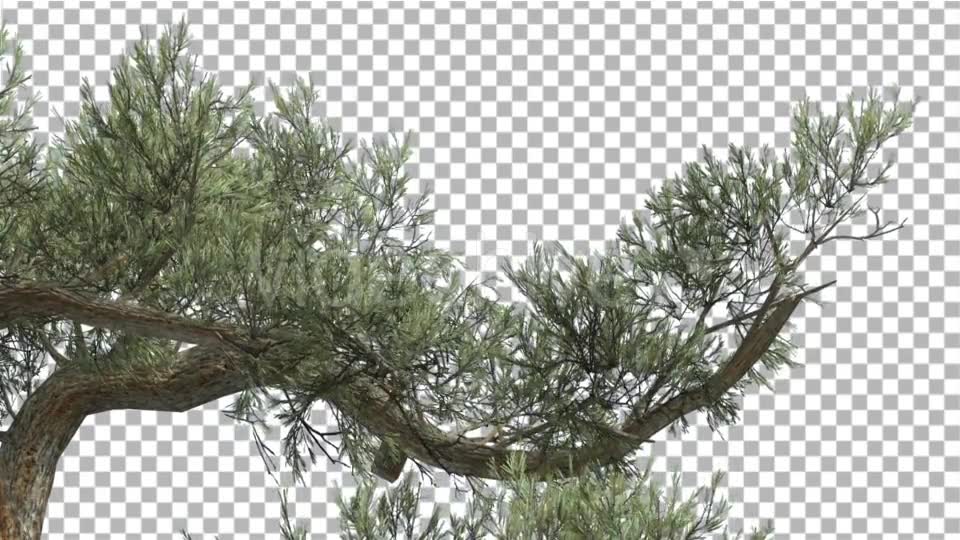 Jeffrey Pine One Branch of Pinus Jeffreyi Videohive 15242522 Motion Graphics Image 2