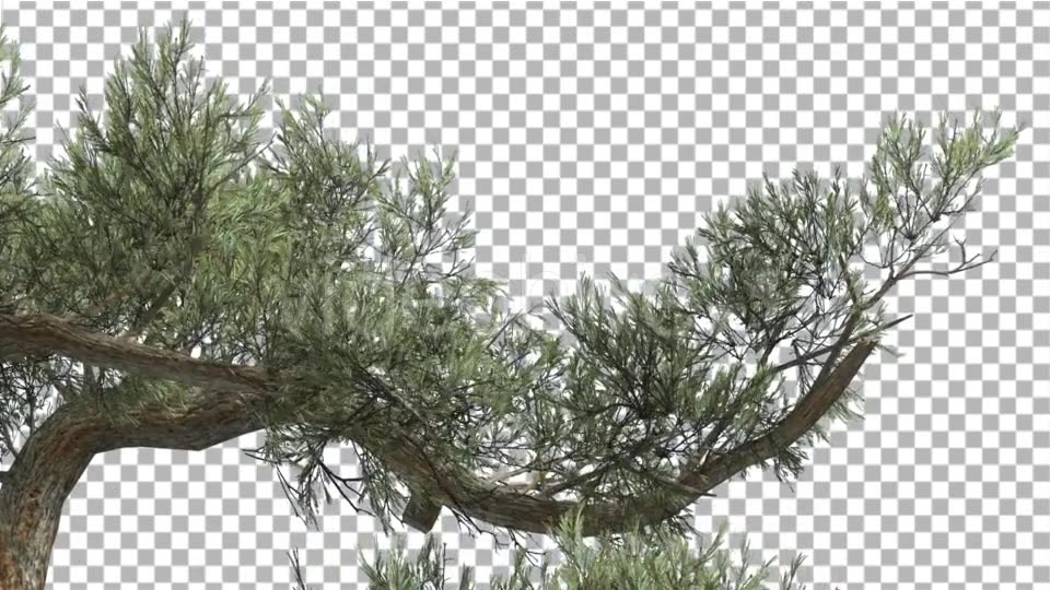 Jeffrey Pine One Branch of Pinus Jeffreyi Videohive 15242522 Motion Graphics Image 3