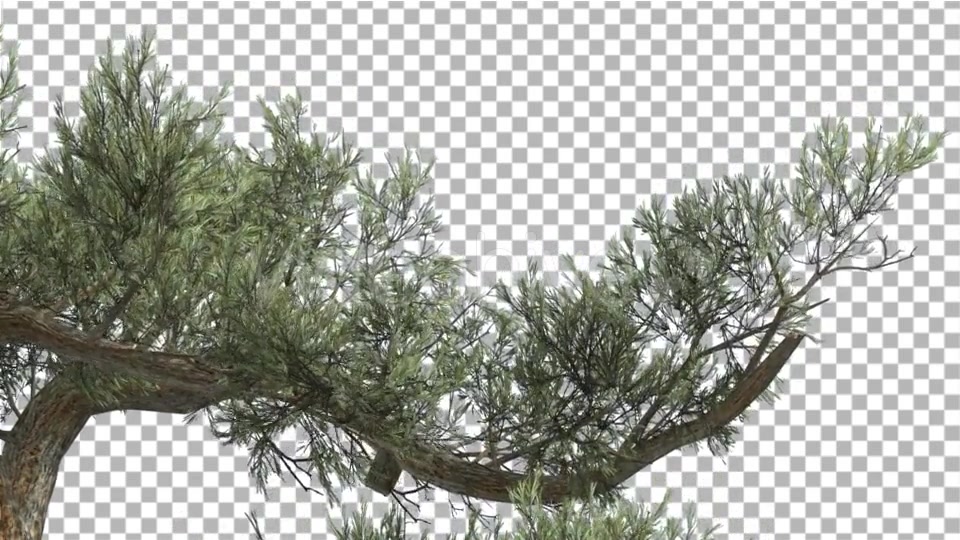 Jeffrey Pine One Branch of Pinus Jeffreyi Videohive 15242522 Motion Graphics Image 4