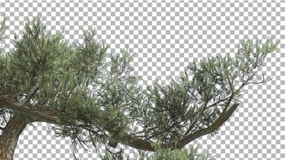 Jeffrey Pine One Branch of Pinus Jeffreyi Videohive 15242522 Motion Graphics Image 5
