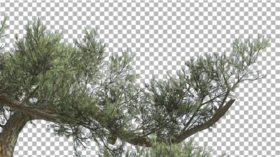Jeffrey Pine One Branch of Pinus Jeffreyi Videohive 15242522 Motion Graphics Image 6