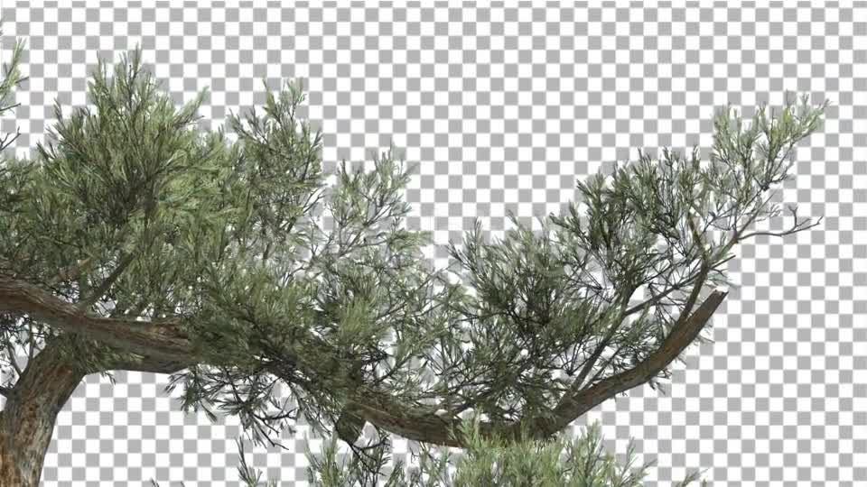 Jeffrey Pine One Branch of Pinus Jeffreyi Videohive 15242522 Motion Graphics Image 7