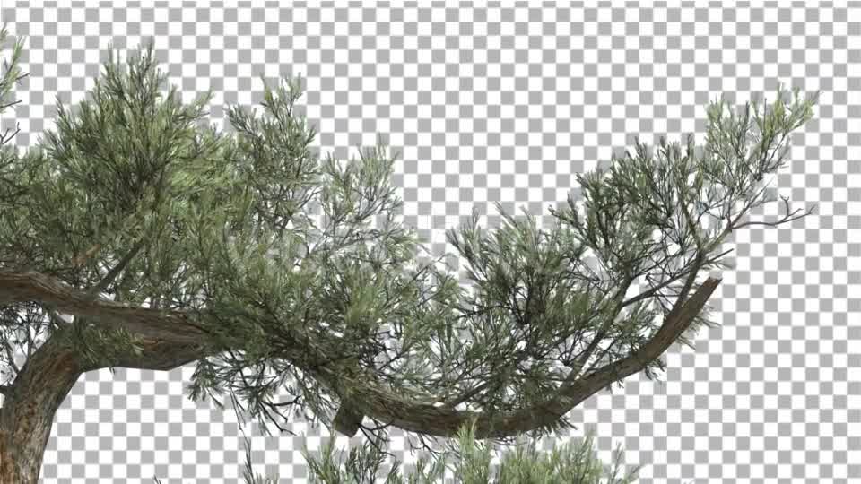 Jeffrey Pine One Branch of Pinus Jeffreyi Videohive 15242522 Motion Graphics Image 8