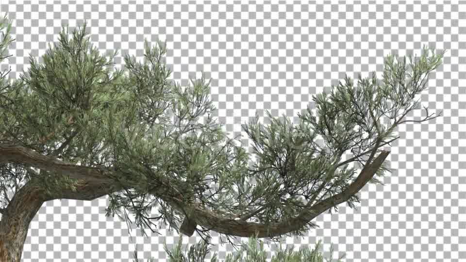 Jeffrey Pine One Branch of Pinus Jeffreyi Videohive 15242522 Motion Graphics Image 9