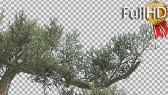 Jeffrey Pine One Branch of Pinus Jeffreyi - 15242522 Download Videohive
