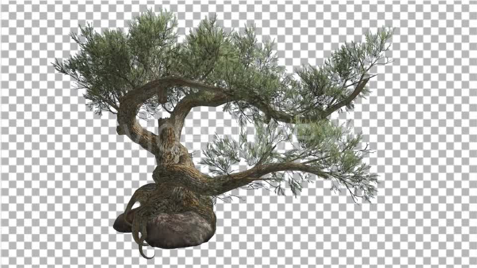 Jeffrey Pine Pinus Jeffreyi on a Stone Coniferous Videohive 15179149 Motion Graphics Image 1
