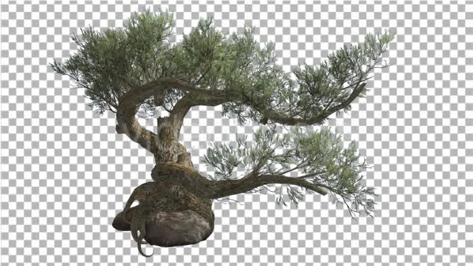 Jeffrey Pine Pinus Jeffreyi on a Stone Coniferous Videohive 15179149 Motion Graphics Image 10