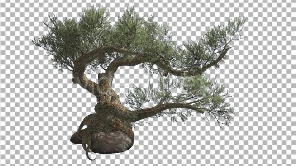 Jeffrey Pine Pinus Jeffreyi on a Stone Coniferous Videohive 15179149 Motion Graphics Image 2