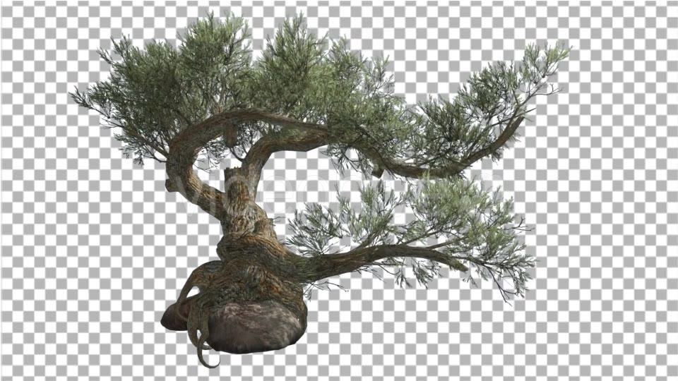 Jeffrey Pine Pinus Jeffreyi on a Stone Coniferous Videohive 15179149 Motion Graphics Image 3