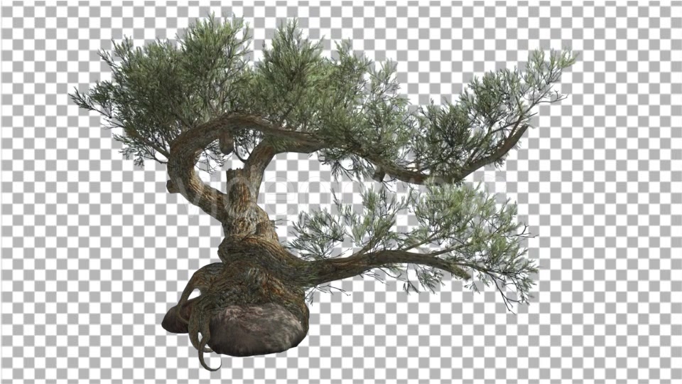 Jeffrey Pine Pinus Jeffreyi on a Stone Coniferous Videohive 15179149 Motion Graphics Image 4