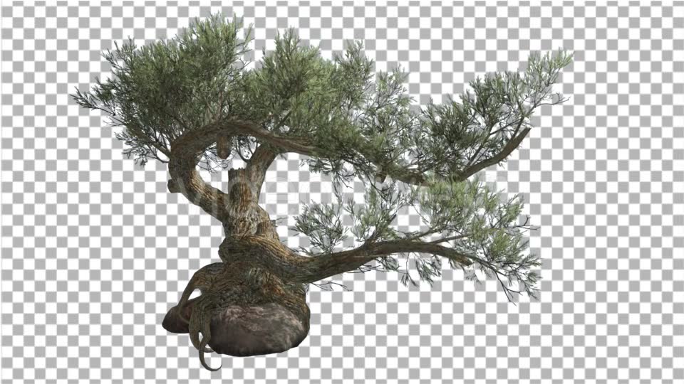 Jeffrey Pine Pinus Jeffreyi on a Stone Coniferous Videohive 15179149 Motion Graphics Image 6
